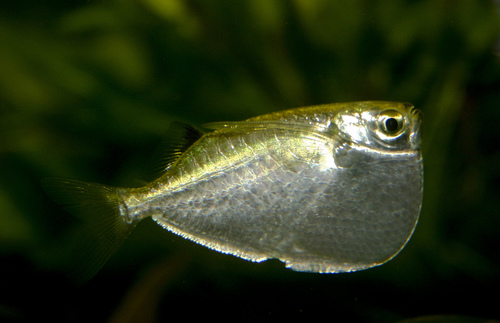 ALBINO Hatchet Fish