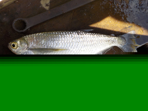 Dusky Narrow Hatchet Fish
