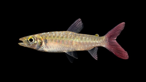 Pink Tail Characin