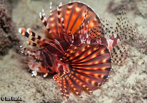 Zebra Lionfish