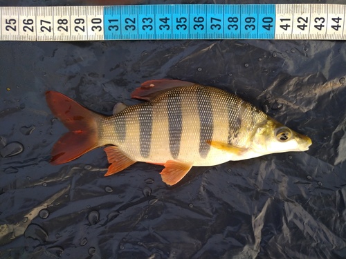 Distichodus sp. Black & Red Lefini River