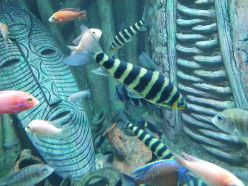 Black Banded Leporinus