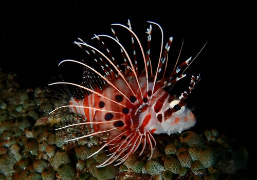 Spot-Fin Lionfish