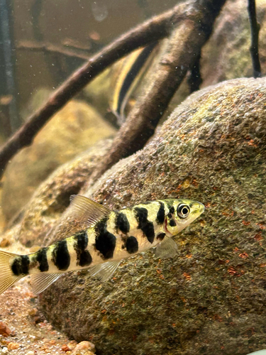 Leporinus octomaculatus