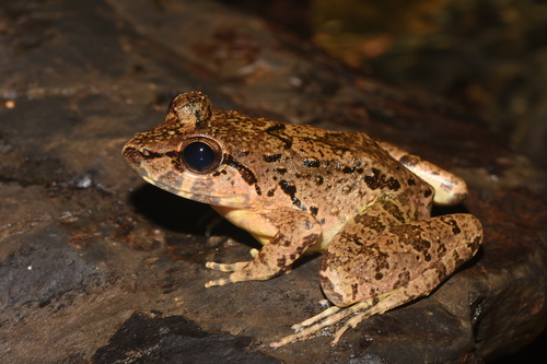 Leporinus steyermarki