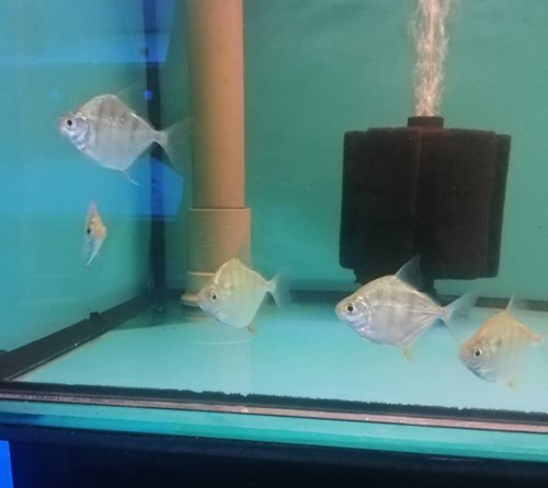 Metynnis fasciatus 'Rio Capim'
