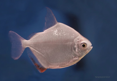 Metynnis Hypsauchen