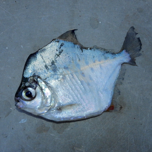 Spotted Silver Dollar