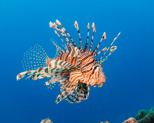 Turkey Lionfish