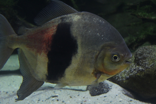 Black-barred Myleus