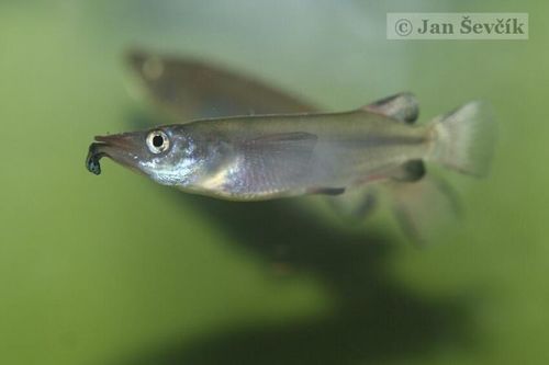 Celebes Halfbeak