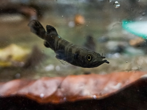 ORANGE Celebes Halfbeak
