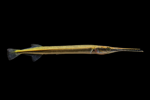 Freshwater Needlefishes