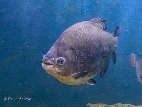 Red Pacu