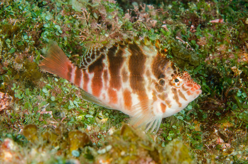 Spotted Hawkfish