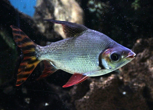 Yellow Flagtail