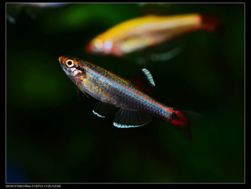 White Cloud Minnow
