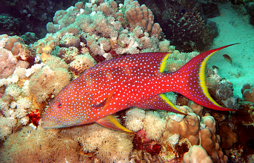 Yellow-edge Lyretail Grouper