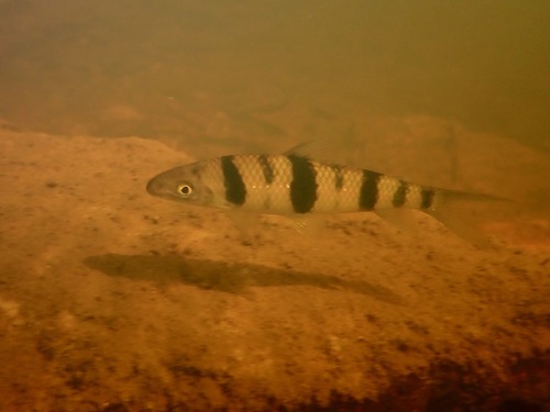Spotted Leporinus