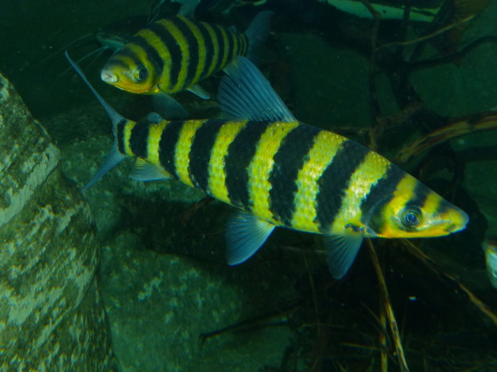 Leporinus taeniofasciatus