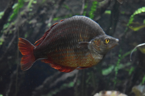 Dority's Rainbowfish