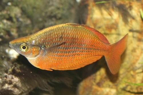 Hybrid Red Rainbow x Boesemani Rainbow