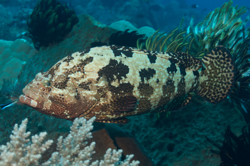 Hybrid Grouper