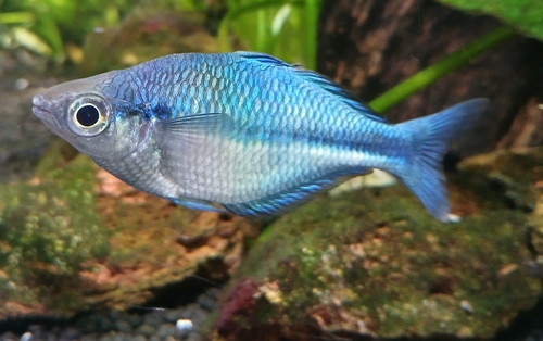 Blue Rainbow