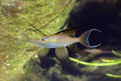 Papuan Rainbowfish