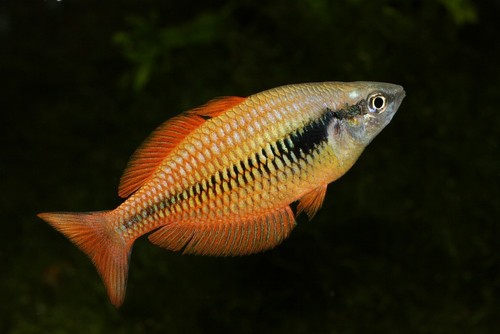 Lake Kurumoi Rainbowfish