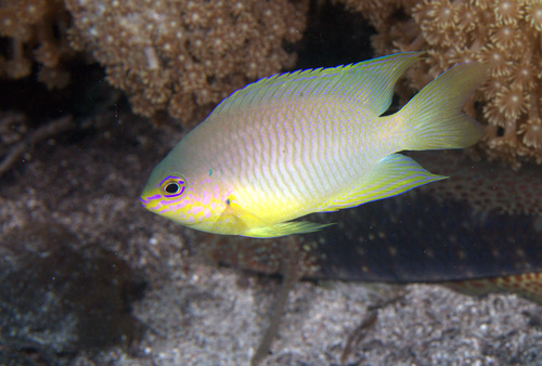 Yellow Damsel
