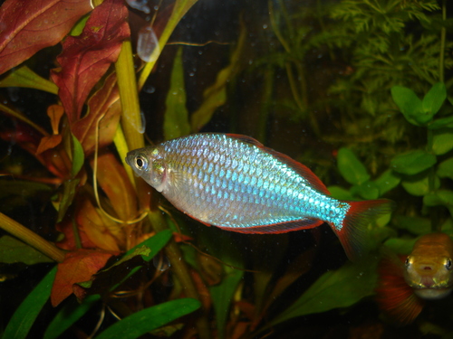 Neon Dwarf Rainbow