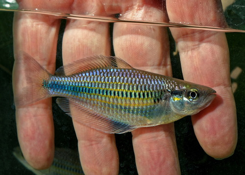 Batanta Rainbowfish