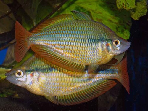 Banded Rainbowfish (Goyder River)
