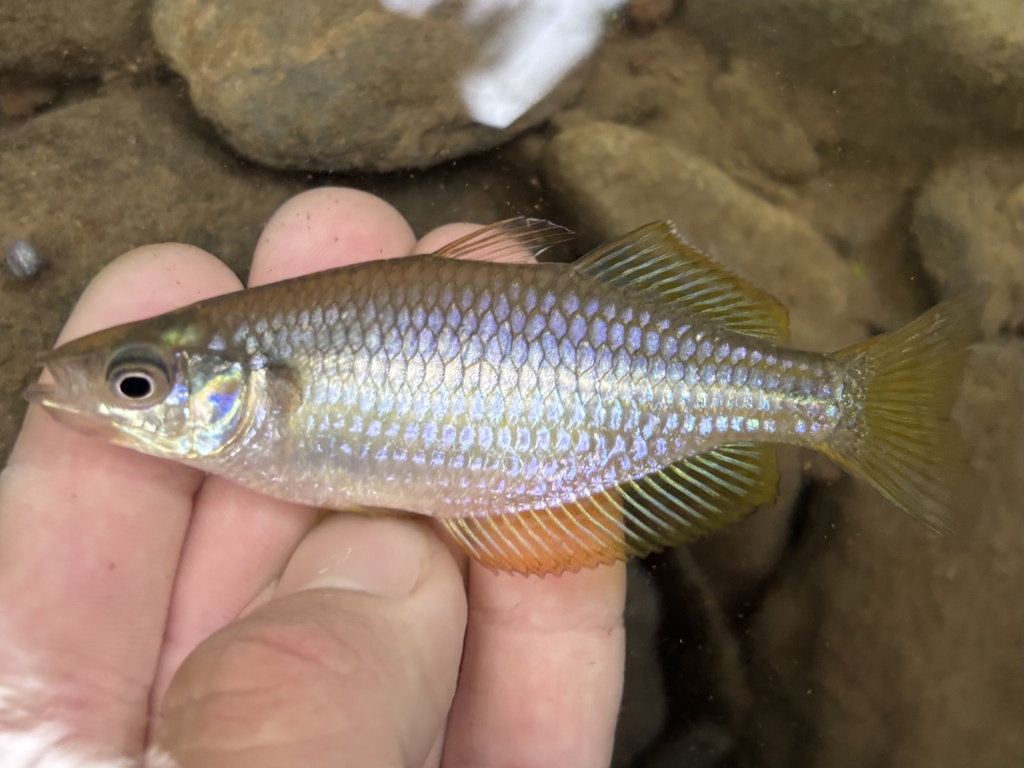 Ogilbyi's Rainbow