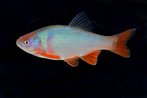 Notropis lutrensis