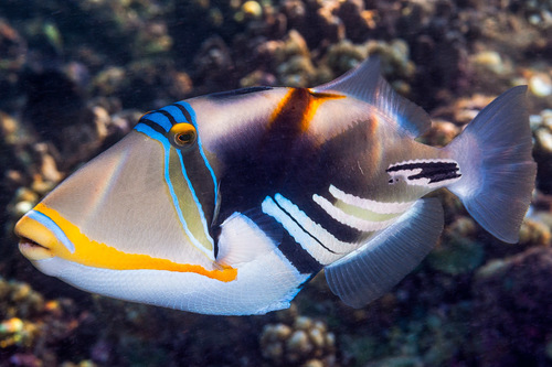 White Barred Triggerfish