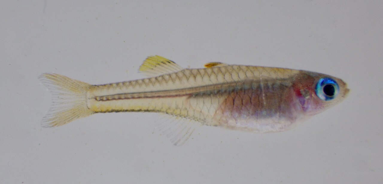 Pseudomugil ivantsoffi