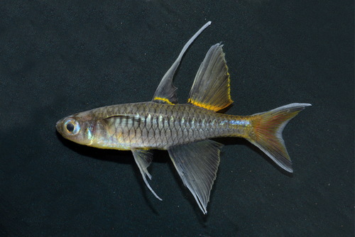 Southern Blue Eye