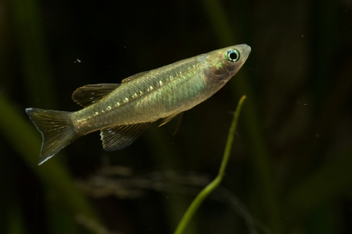 Tenellus