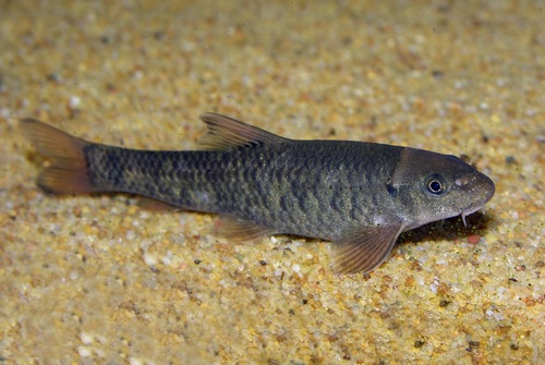 Garra Spilota