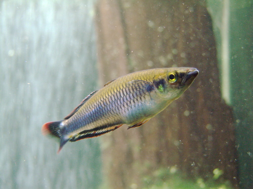 Madagascar rainbow