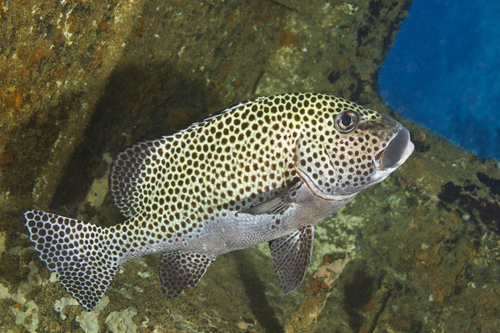 Clown Sweetlips