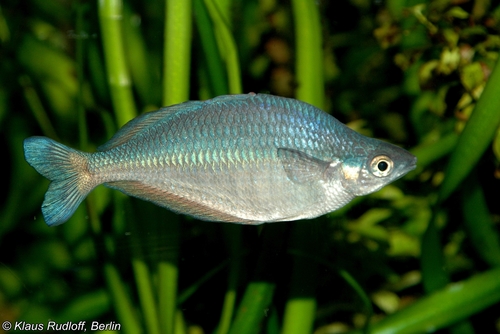 Wild Papua Kalibiru Rainbow