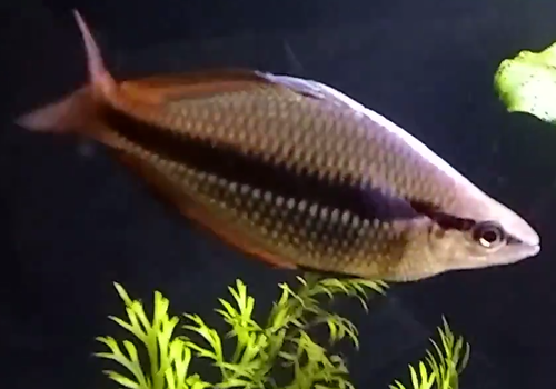 Wild Papua Ardita Rainbow