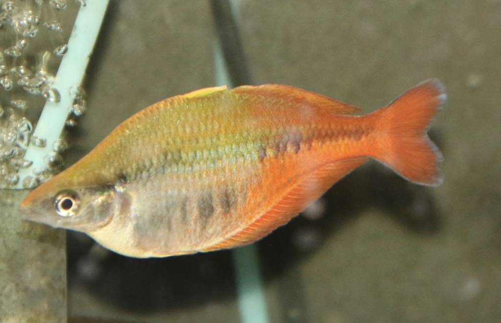 Photo of Wild Papua Gauemen Rainbow