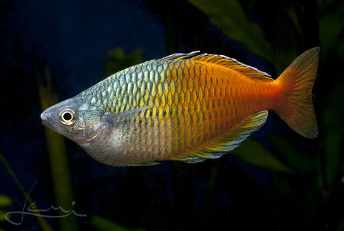 Papua Boesemani Iriani Rainbow