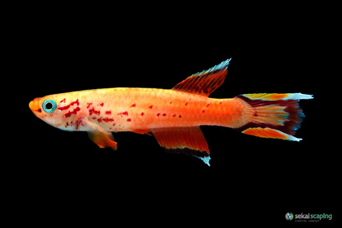 Gardneri Killifish