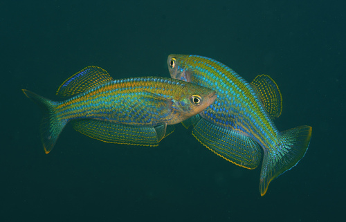 Tanganyika killifish