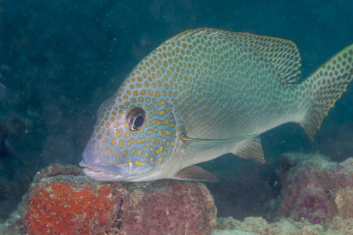 Painted Sweetlips